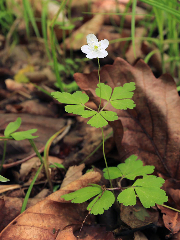 Image of Anemone extremiorientalis specimen.