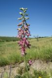 Delphinium puniceum. Соцветие (редкая вариация с темно-розовыми цветками). Украина, г. Луганск, балка Калмыцкий яр, овраг на склоне юго-восточной эксп., лугово-степное сообщество. 17.06.2019.