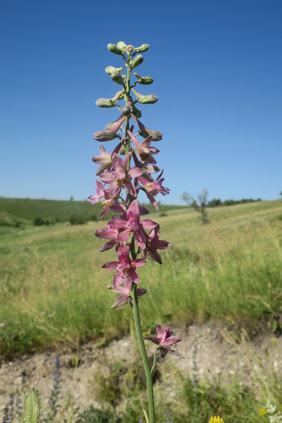 Image of Delphinium puniceum specimen.