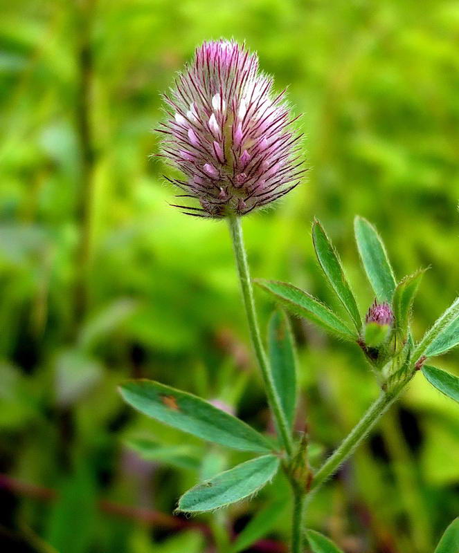 Image of Trifolium arvense specimen.