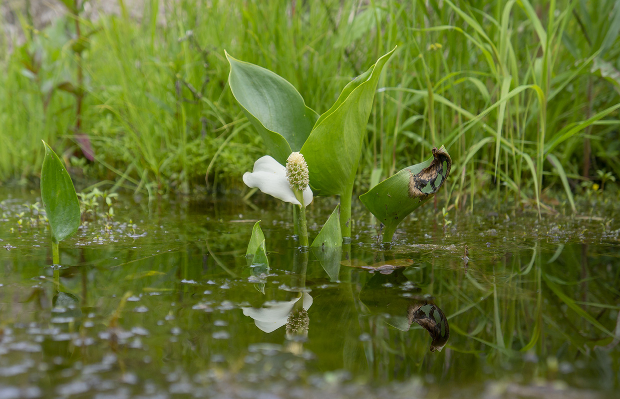 Изображение особи Calla palustris.