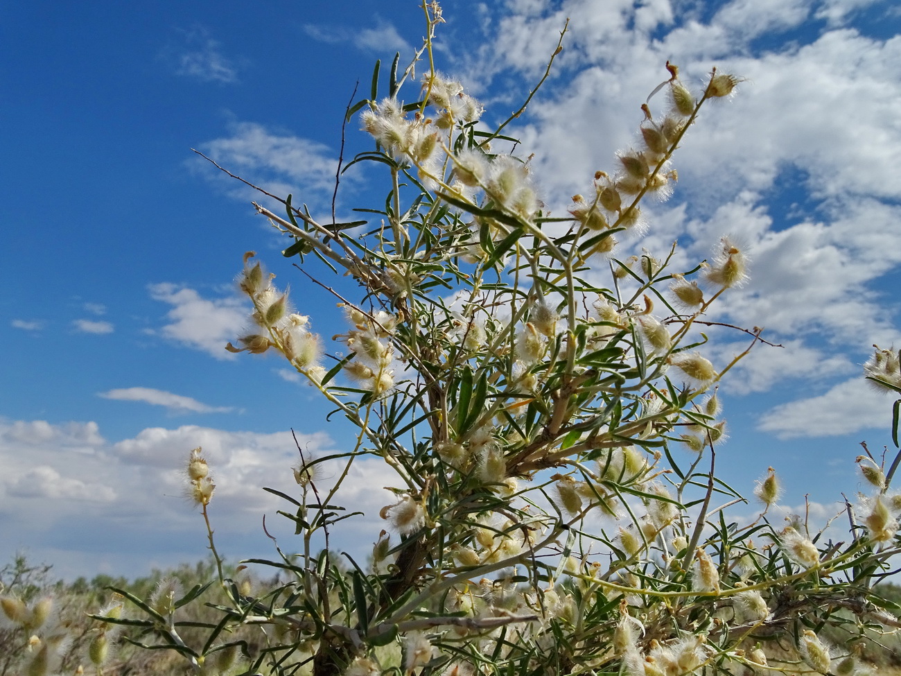 Image of Astragalus brachypus specimen.