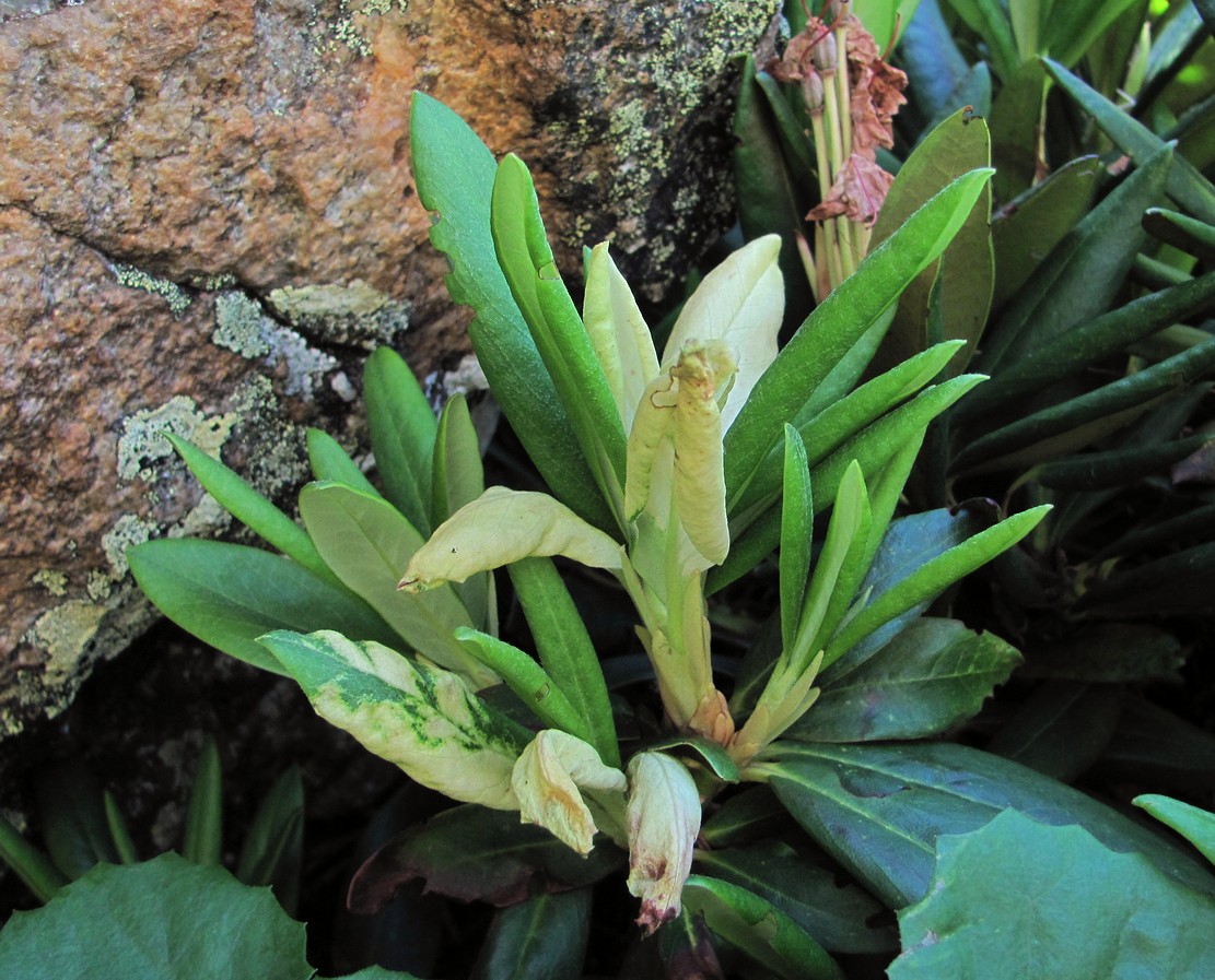 Image of Rhododendron caucasicum specimen.