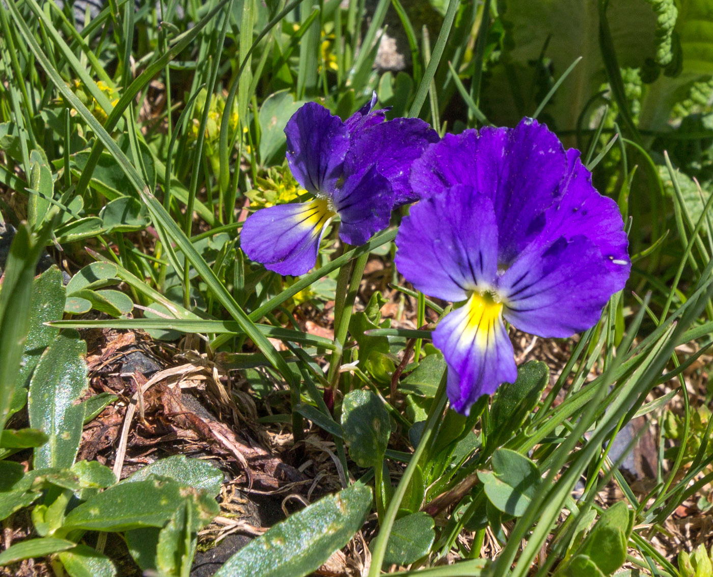 Image of Viola oreades specimen.