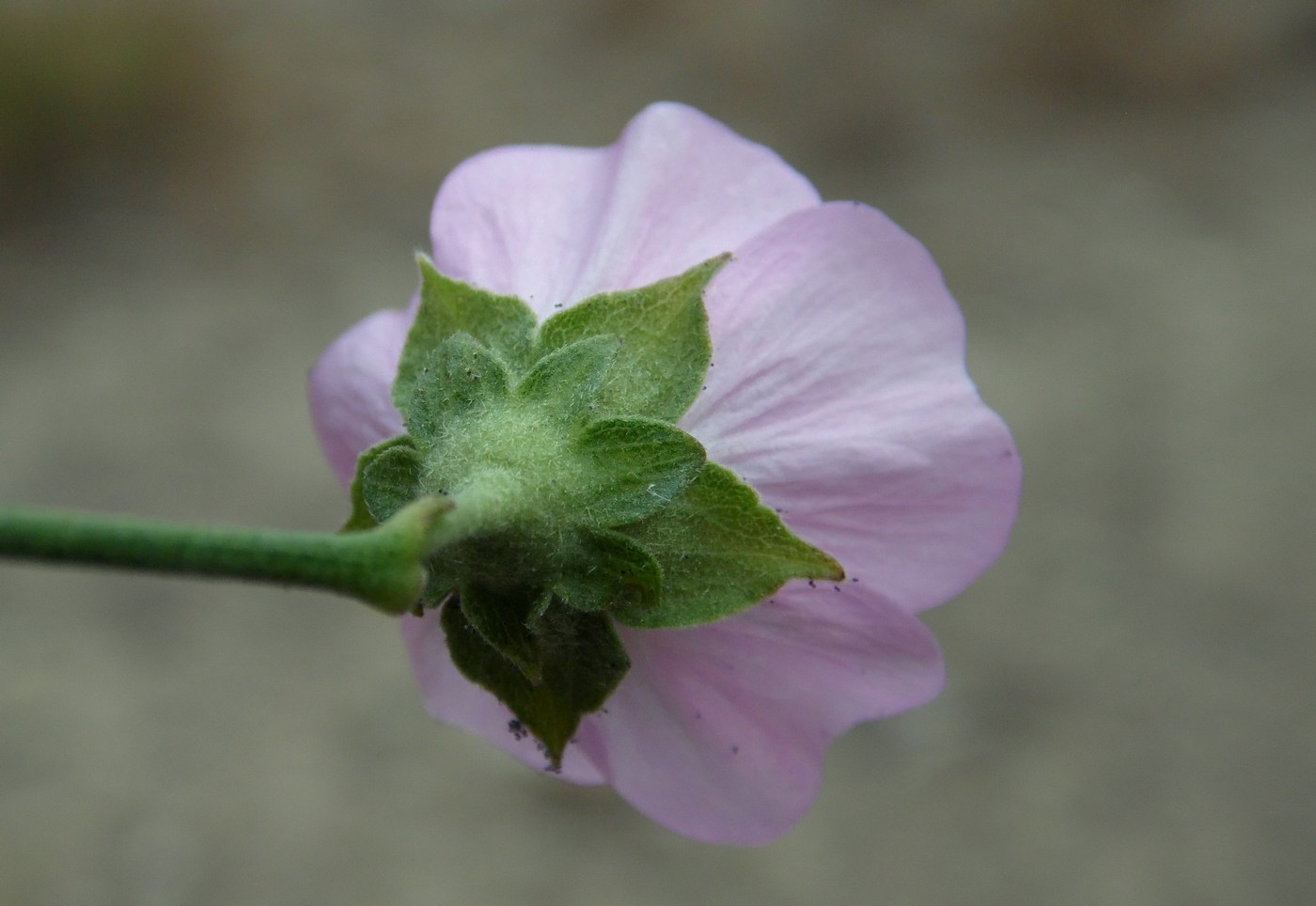 Изображение особи Althaea cannabina.