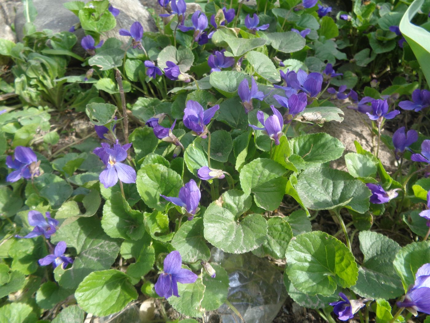 Image of Viola odorata specimen.