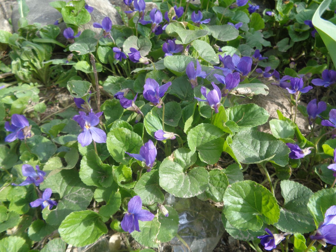 Изображение особи Viola odorata.