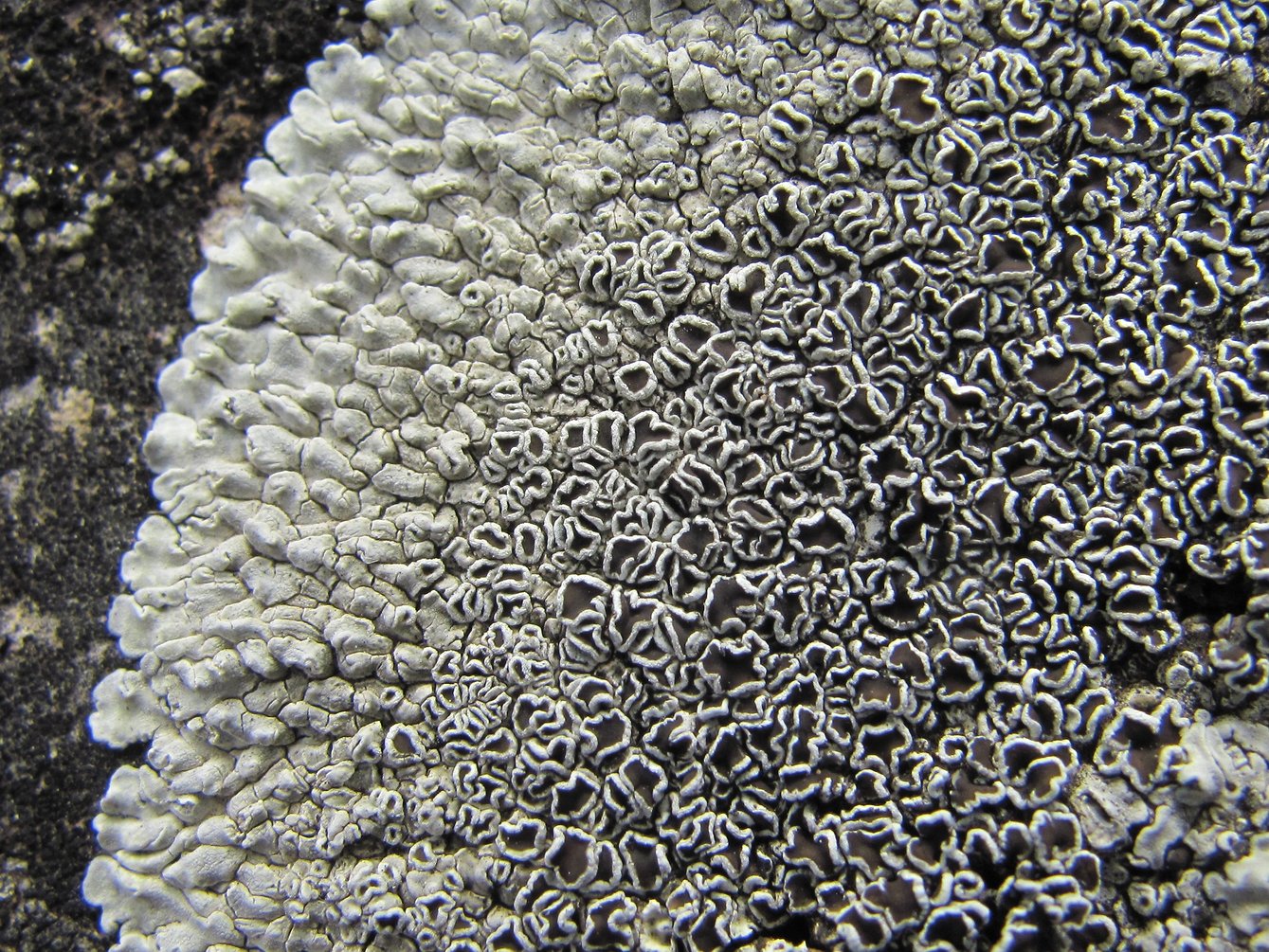 Изображение особи Lecanora muralis.