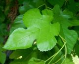 Morus alba. Лист. Крым, Севастополь, парк на Малаховом кургане, в культуре. Июль 2019 г.