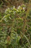 Origanum подвид viride