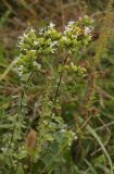 Origanum vulgare ssp. viride