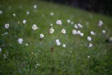 Anemone sylvestris