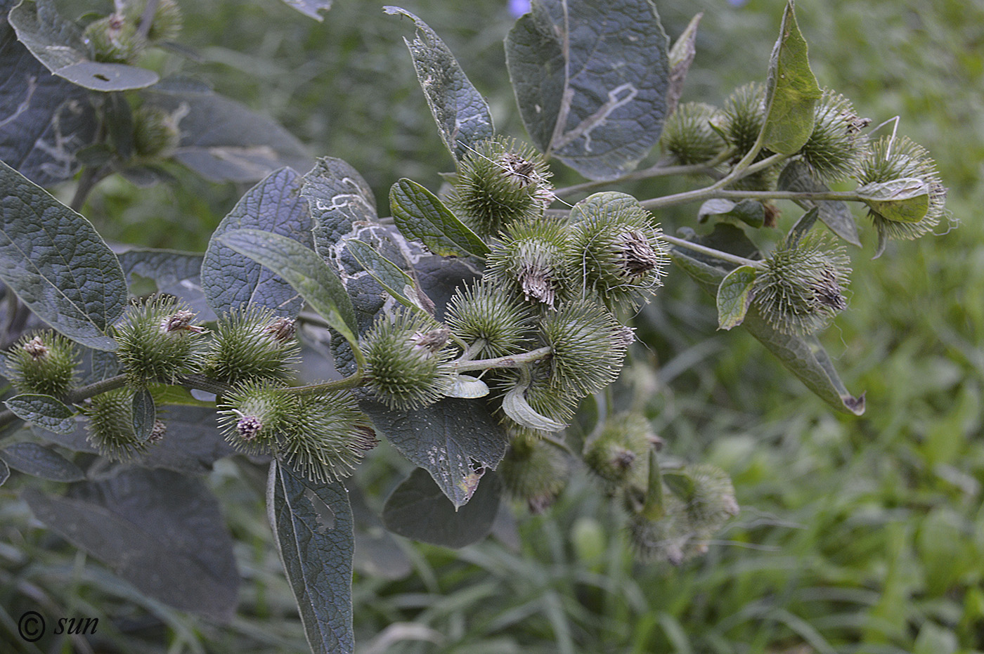 Изображение особи Arctium minus.