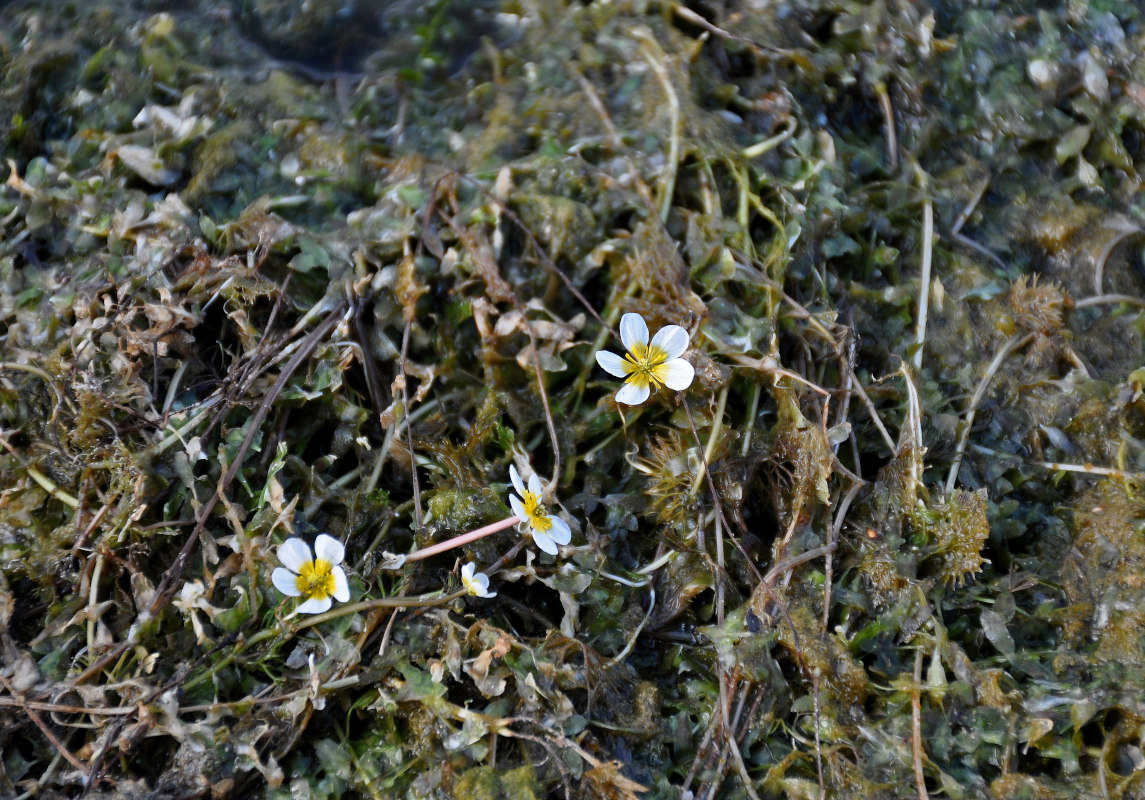 Image of genus Batrachium specimen.