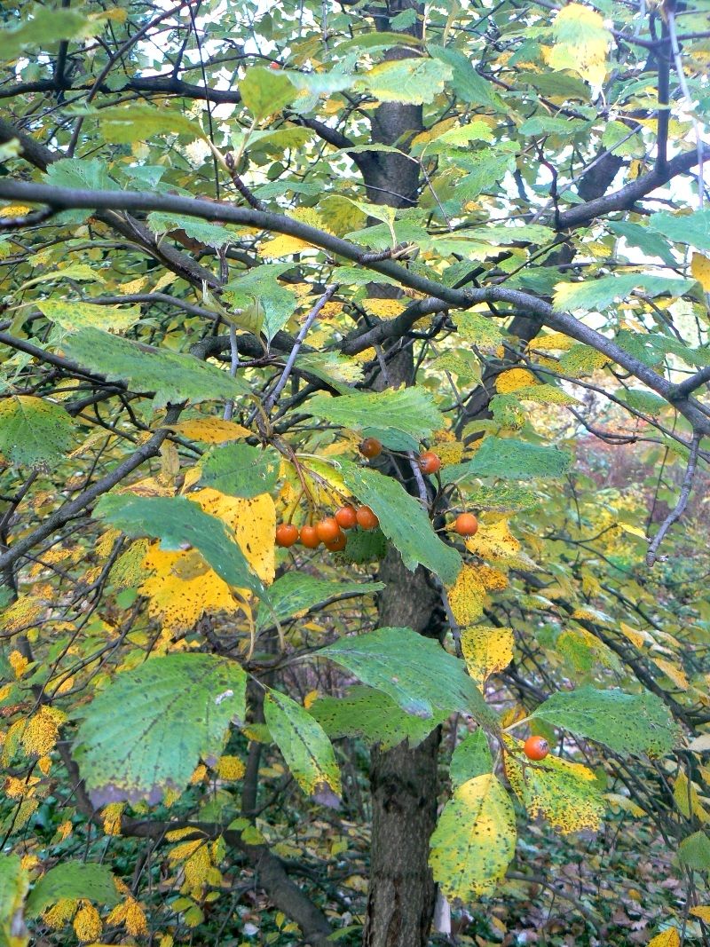 Image of Sorbus takhtajanii specimen.