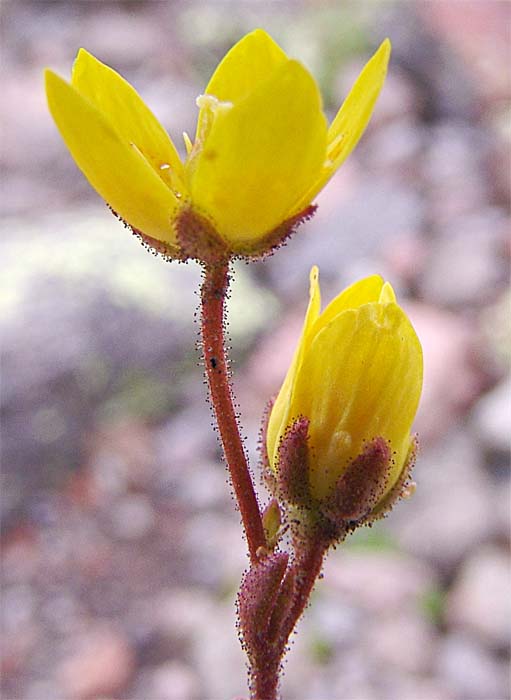 Image of Saxifraga flagellaris specimen.