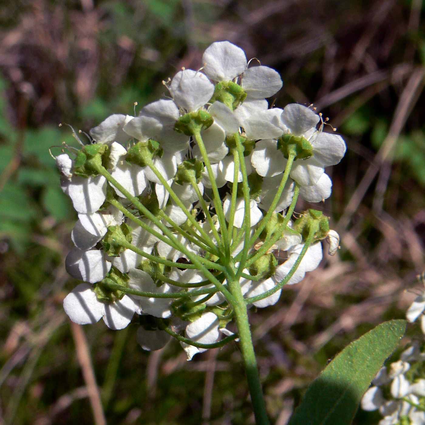 Изображение особи Spiraea media.