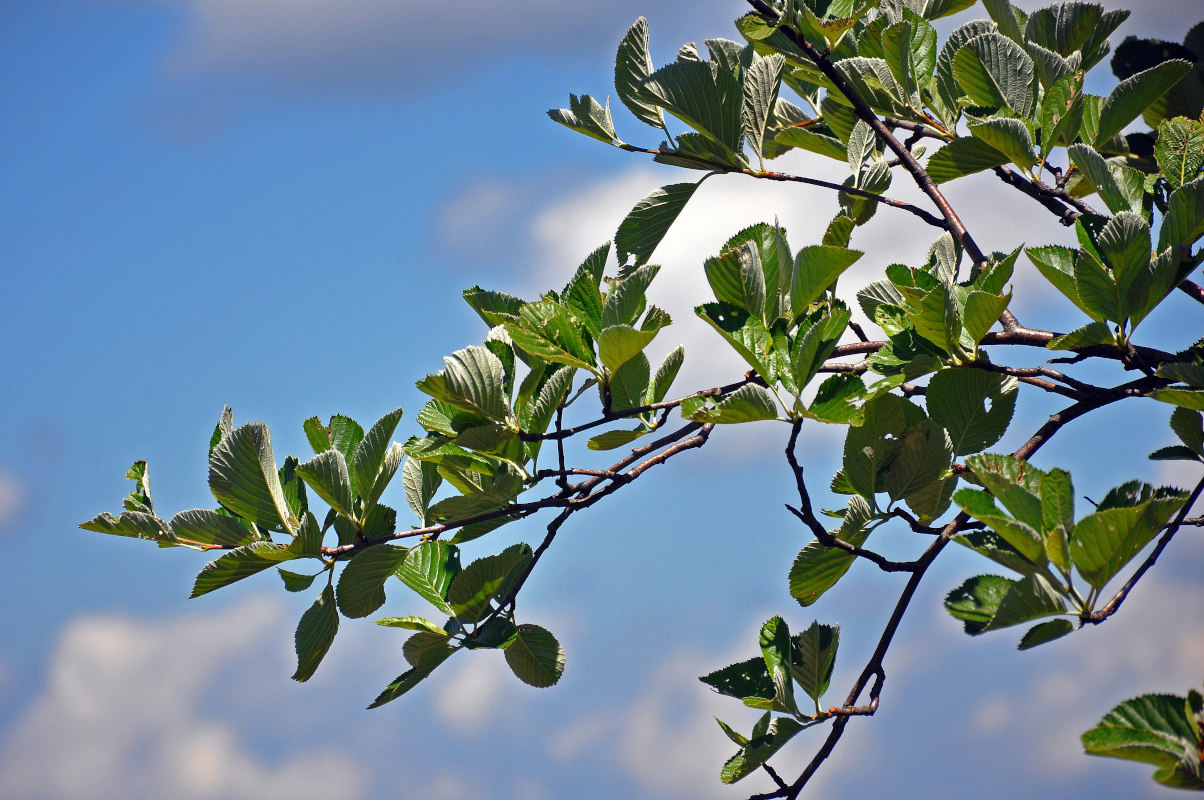 Image of Sorbus aria specimen.