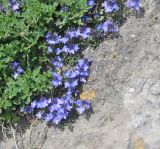 Veronica liwanensis. Соцветия. Грузия, Боржомское ущелье, выс. 940 м н.у.м., подножие крепости Ацкури, скала. 30.04.2019.