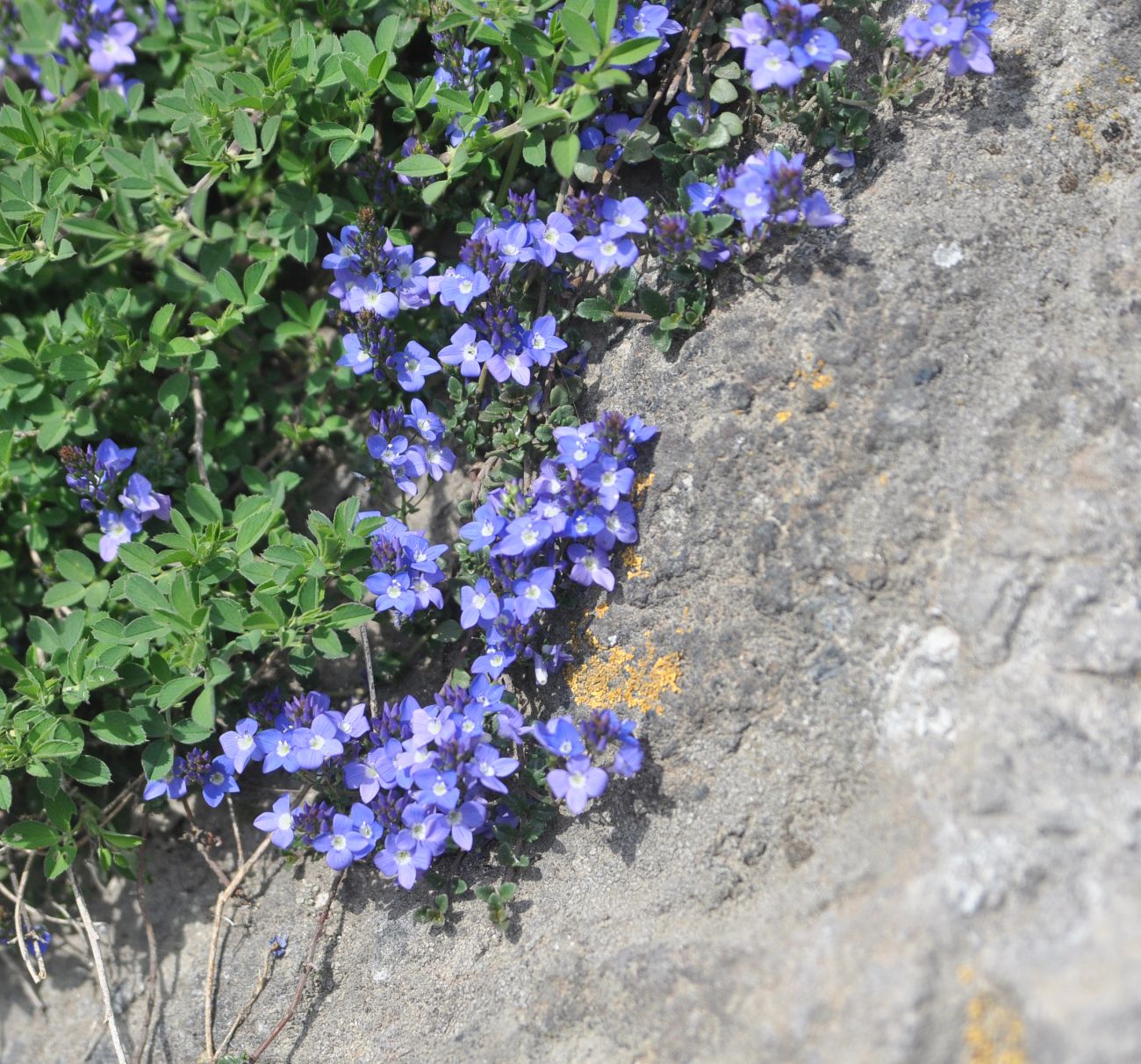 Image of Veronica liwanensis specimen.