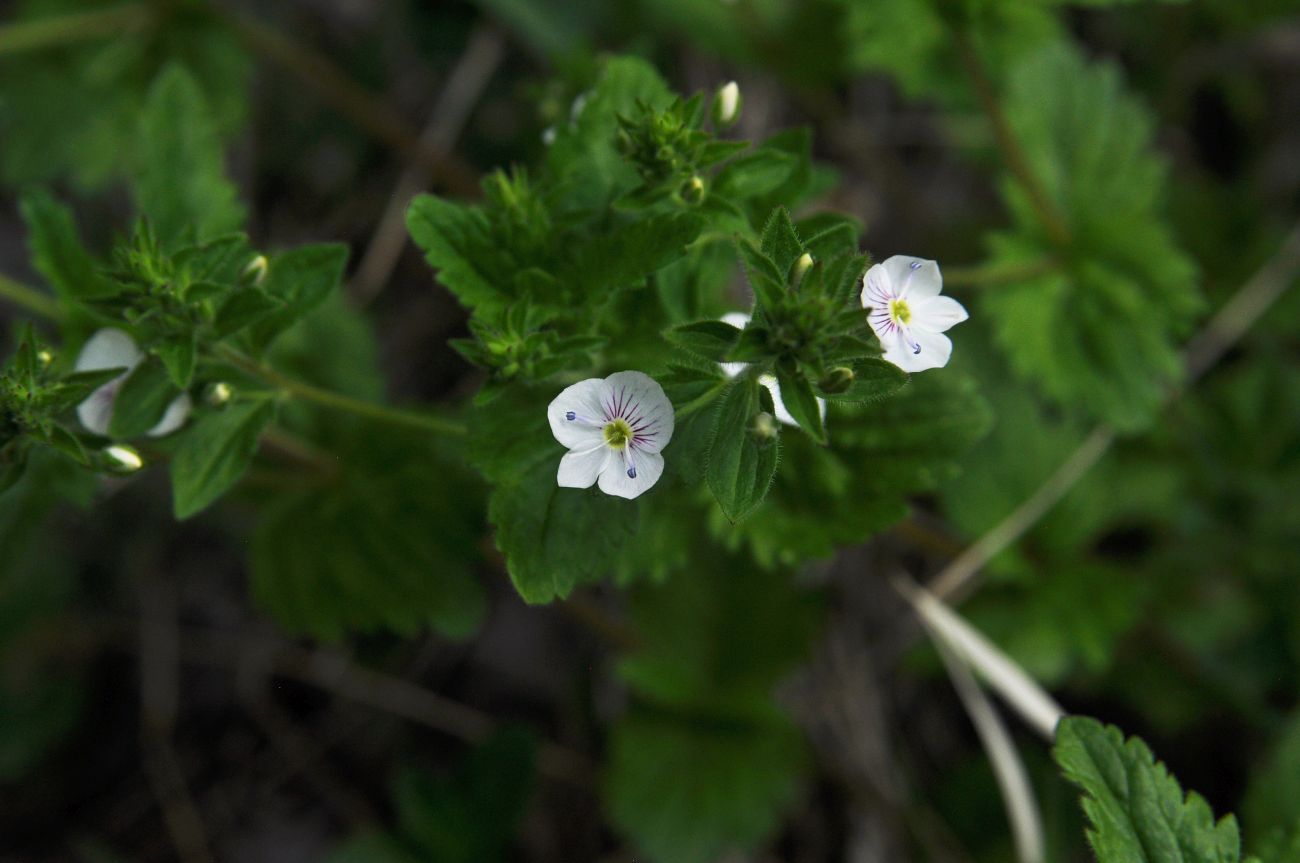 Image of Veronica peduncularis specimen.