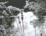 род Oenothera. Верхушки отплодоносившего высохшего растения. Беларусь, г. Гродно, лесопарк Пышки, крутой берег р. Неман. 24.12.2018.