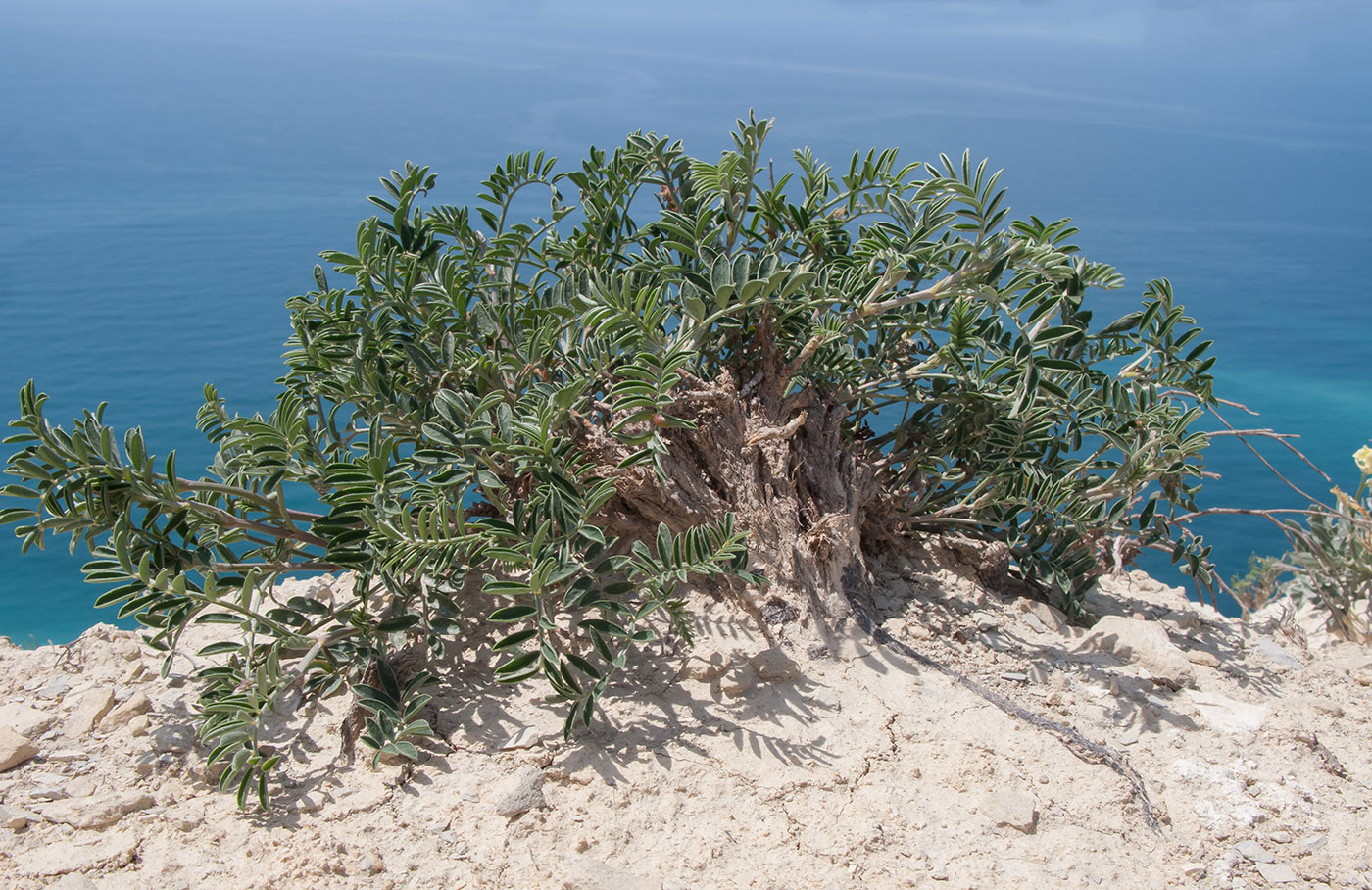 Image of Hedysarum tauricum specimen.