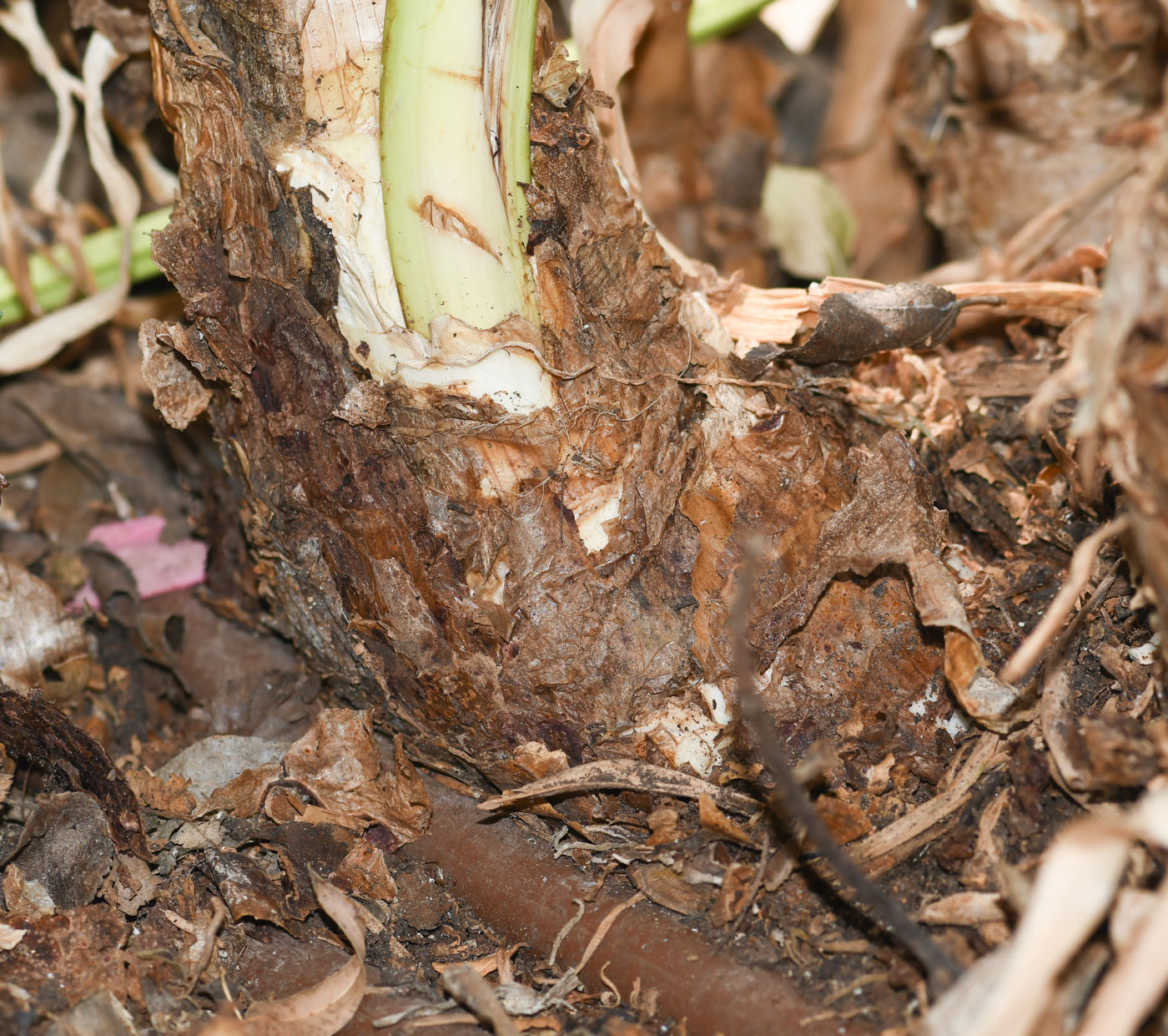 Изображение особи род Crinum.