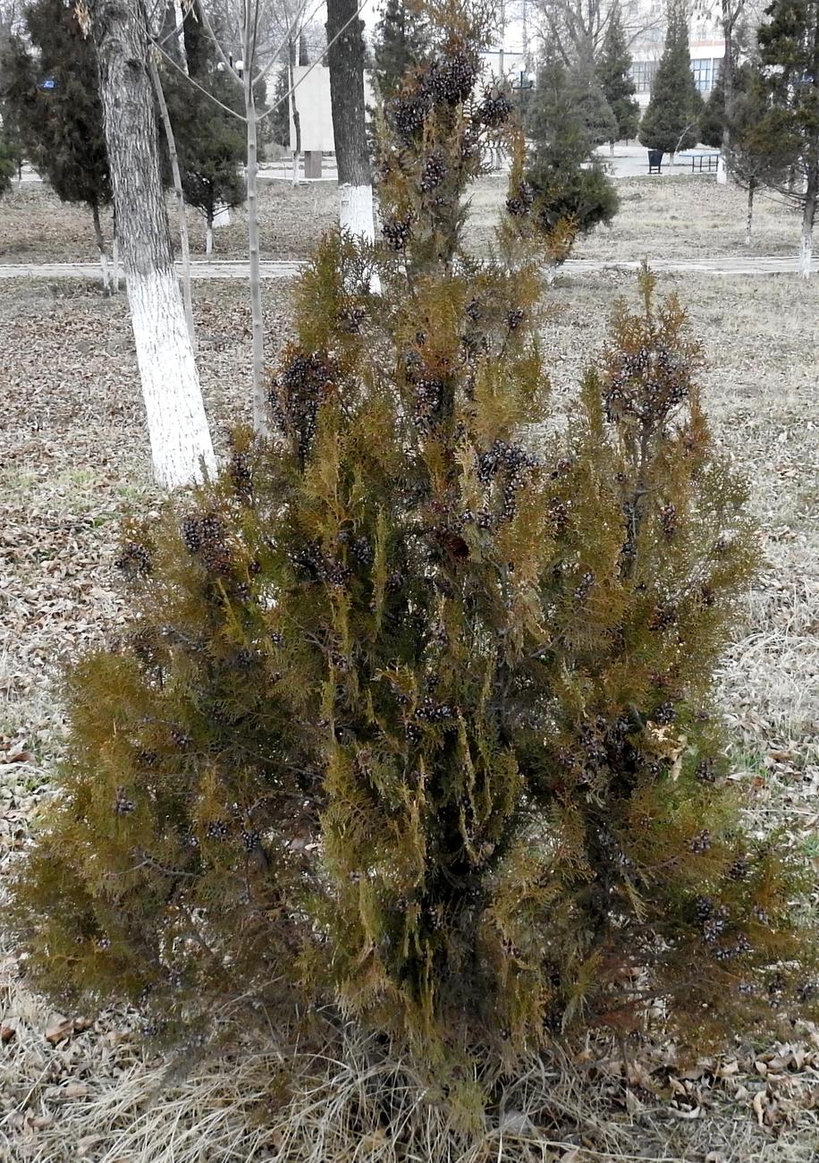 Изображение особи Platycladus orientalis.