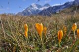 Crocus scharojanii