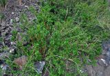 Grossularia acicularis. Цветущее растение. Алтай, Кош-Агачский р-н, долина р. Кызыл-Чин, ≈ 1700 м н.у.м., каменистый склон. 12.06.2019.