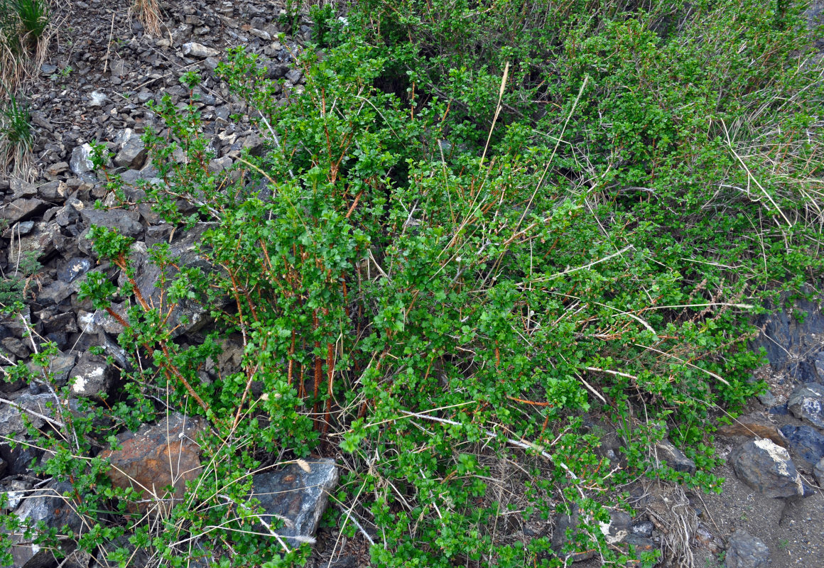 Image of Grossularia acicularis specimen.