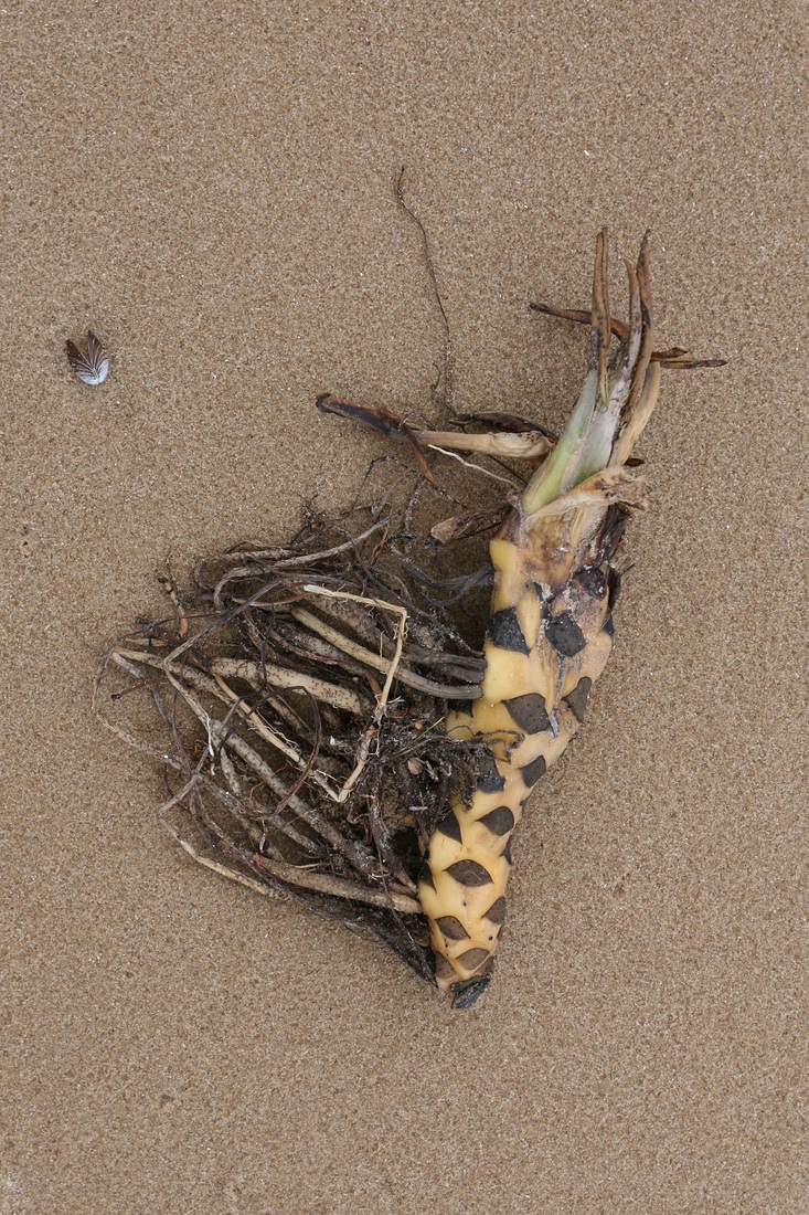 Image of Nuphar lutea specimen.