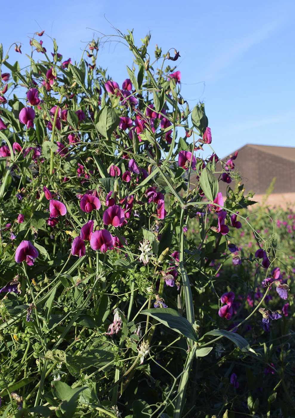 Image of Lathyrus tingitanus specimen.