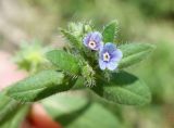 Asperugo procumbens. Верхушка побега с цветками. Кыргызстан, Чуйская обл., западная окр. с. Восток, около дороги. 21.05.2019.