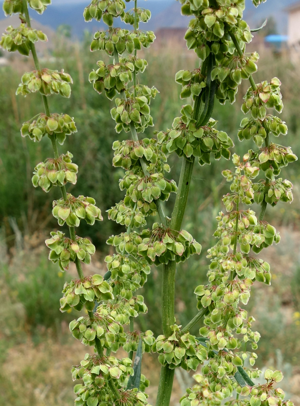 Image of genus Rumex specimen.