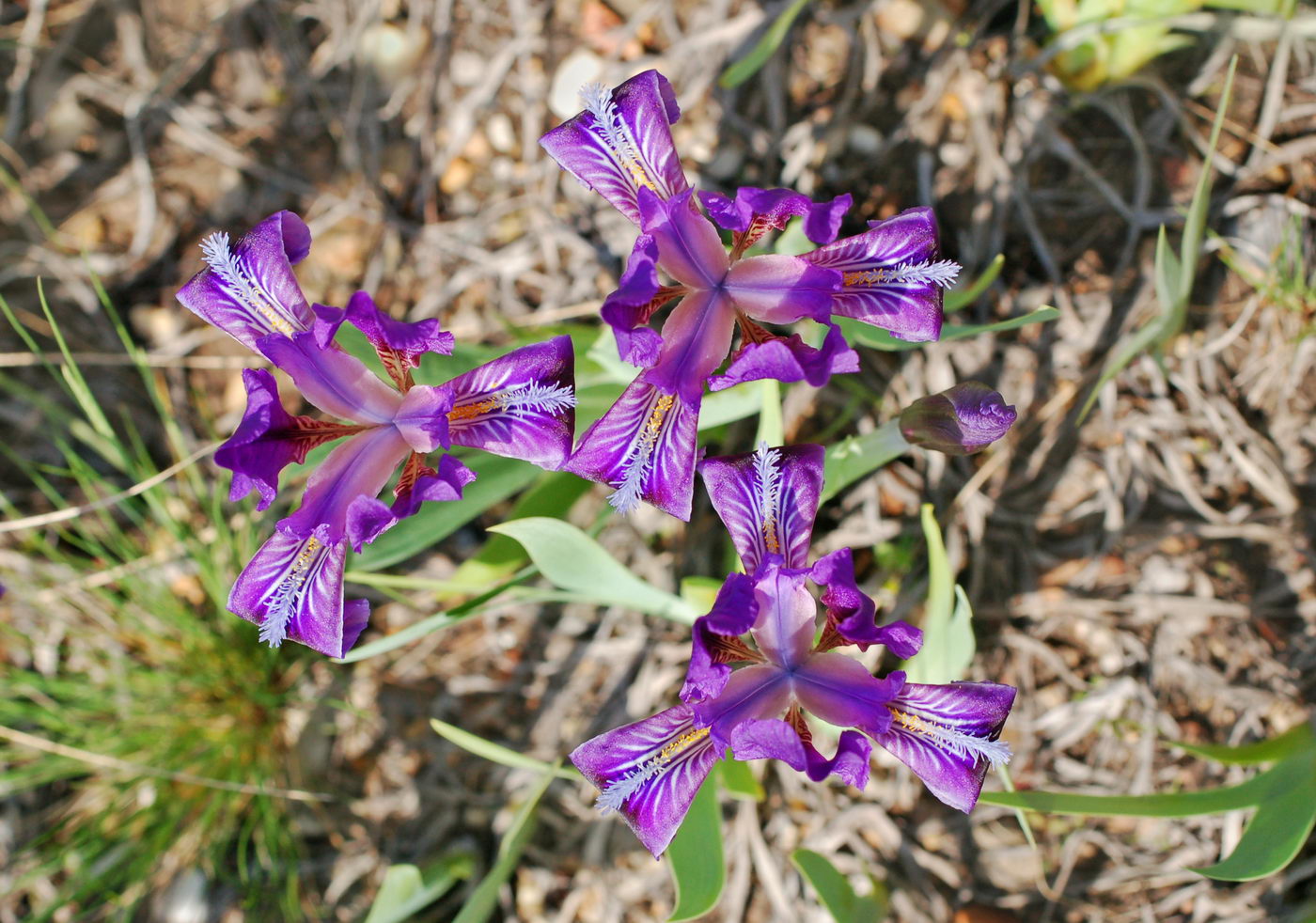 Image of Iris pumila specimen.