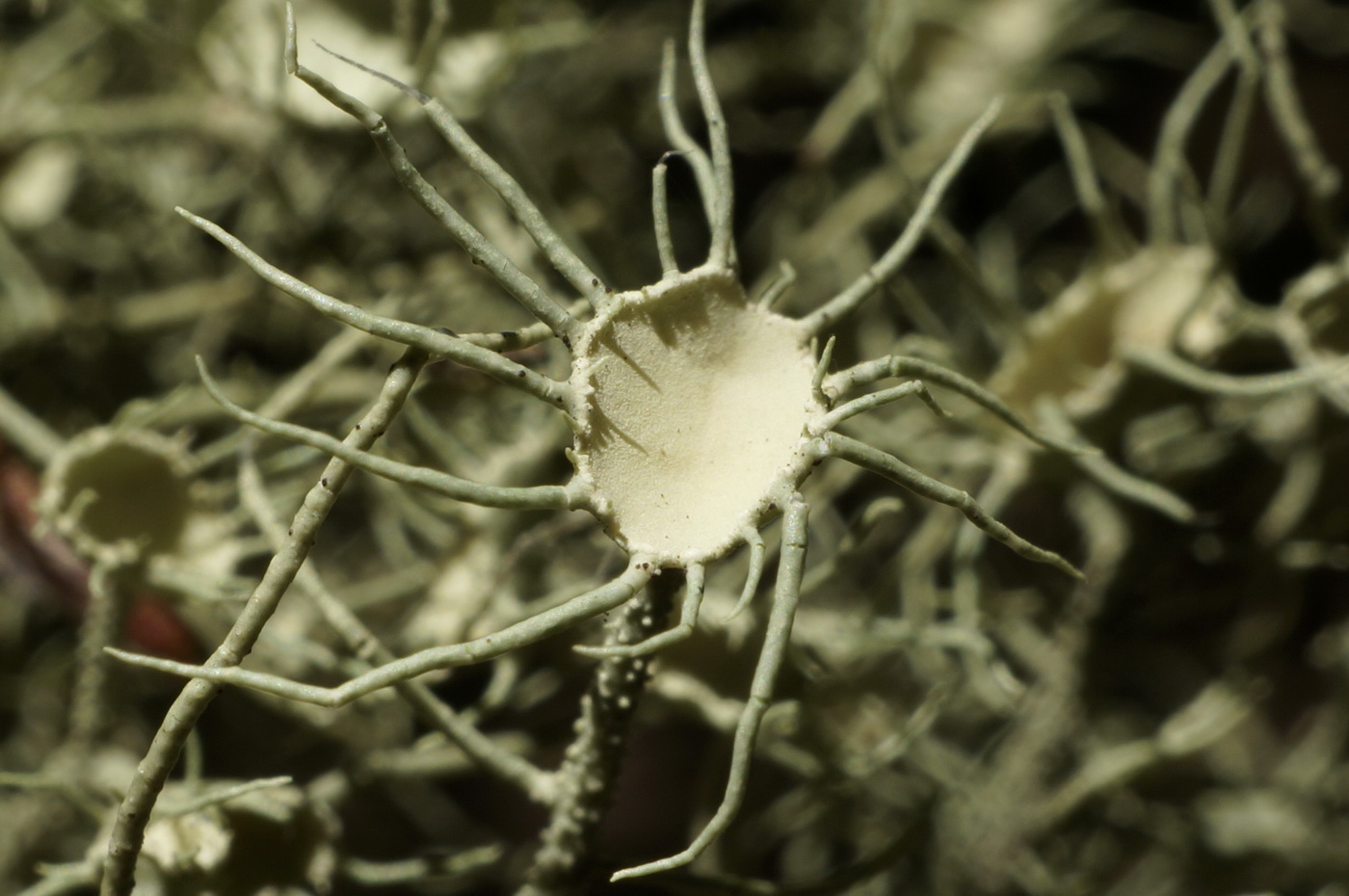 Image of Usnea florida specimen.