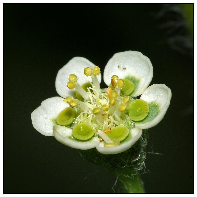 Изображение особи Euphorbia marginata.