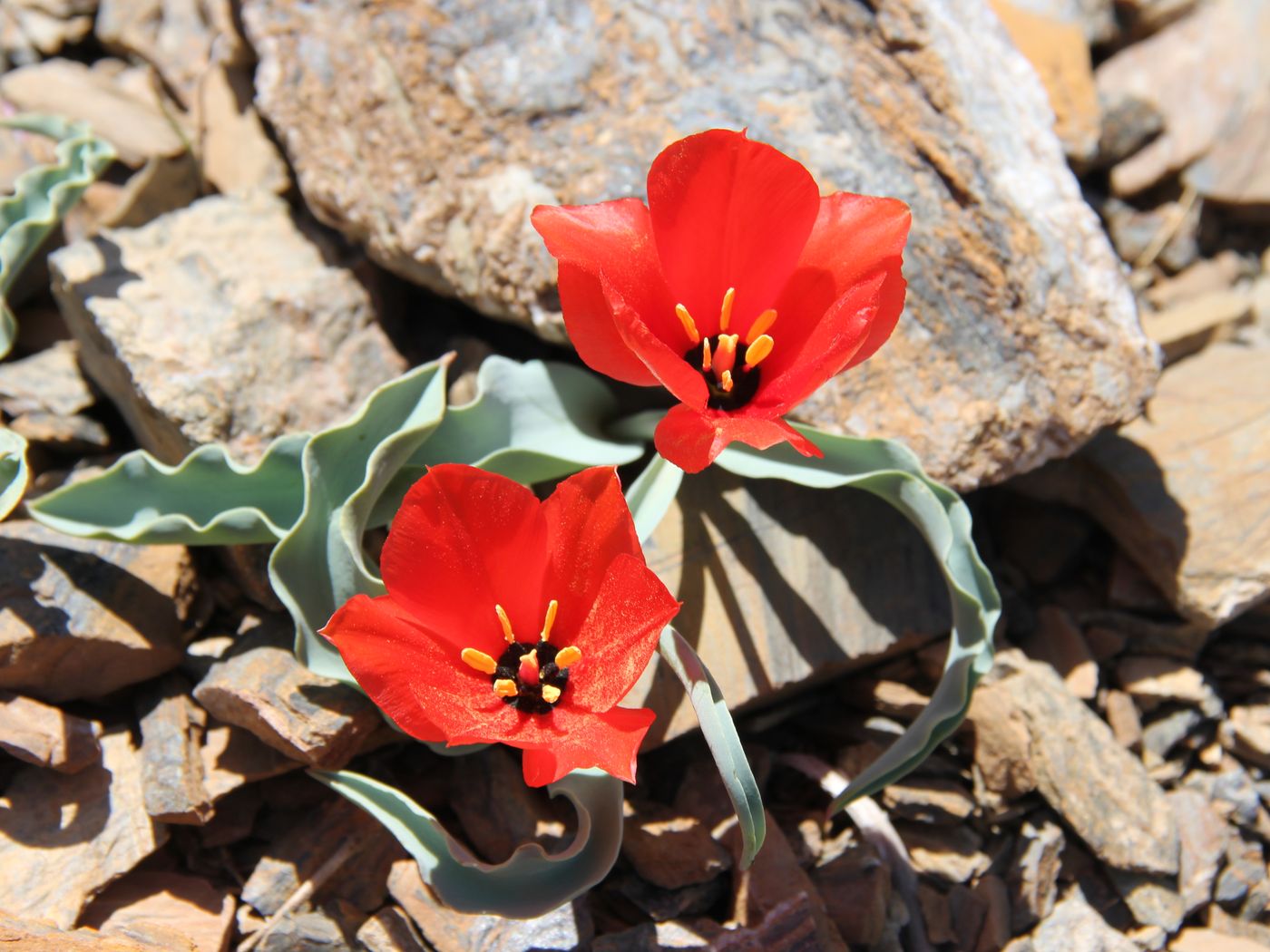 Изображение особи Tulipa korolkowii.