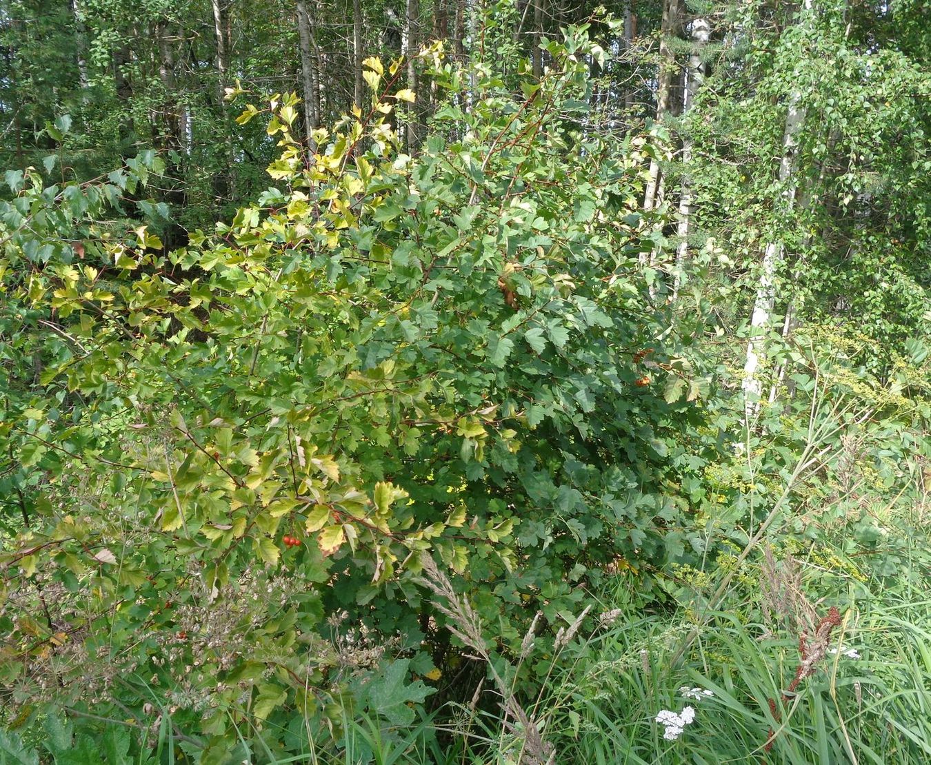 Image of Crataegus chlorocarpa specimen.