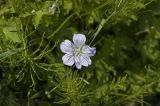 Geranium wlassovianum