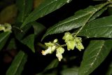 Caamembeca laureola