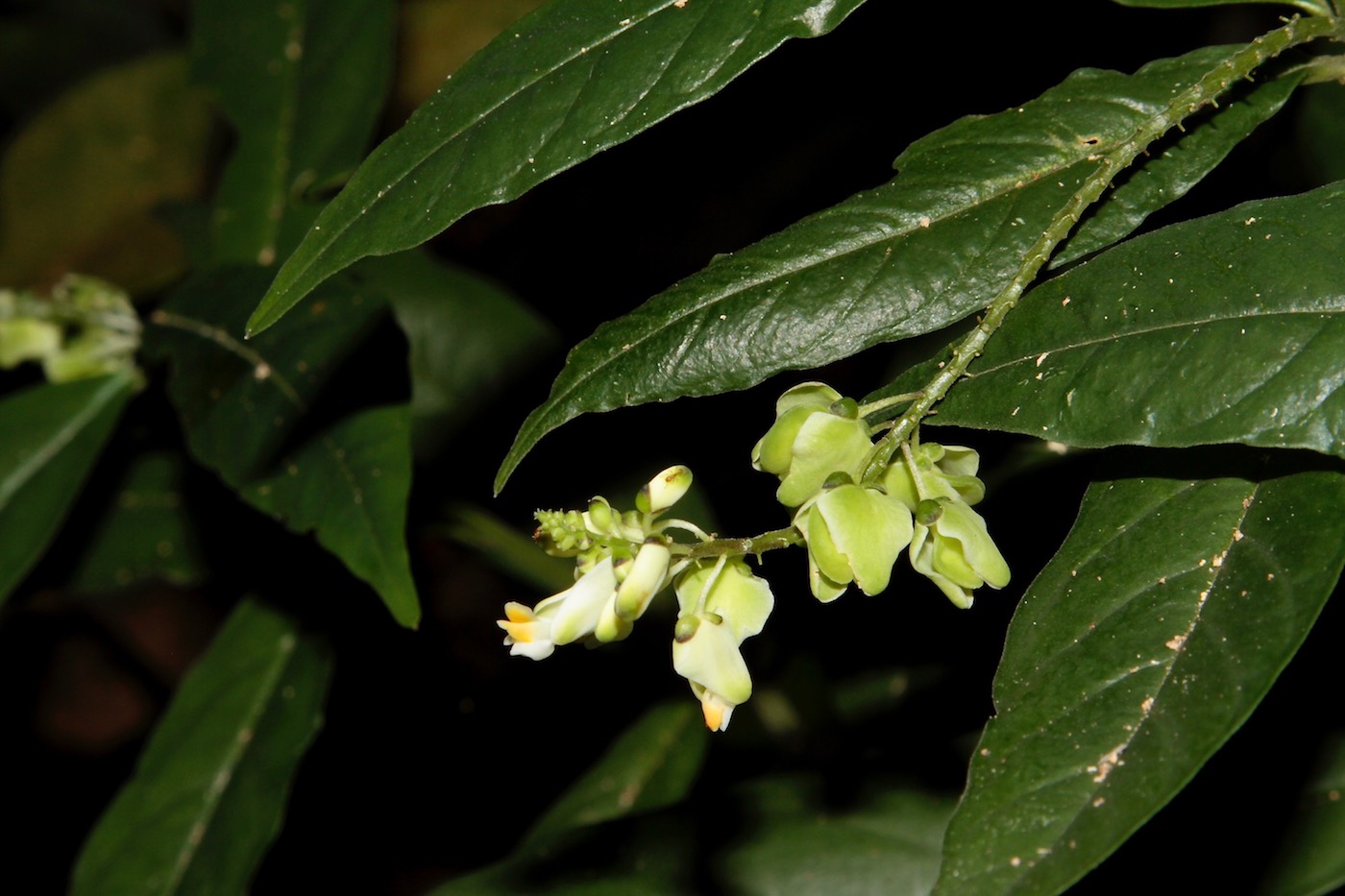 Image of Caamembeca laureola specimen.