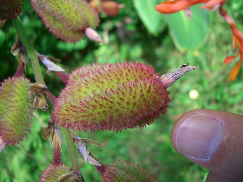 Image of Canna paniculata specimen.