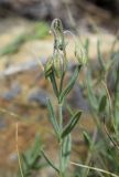 Helianthemum apenninum