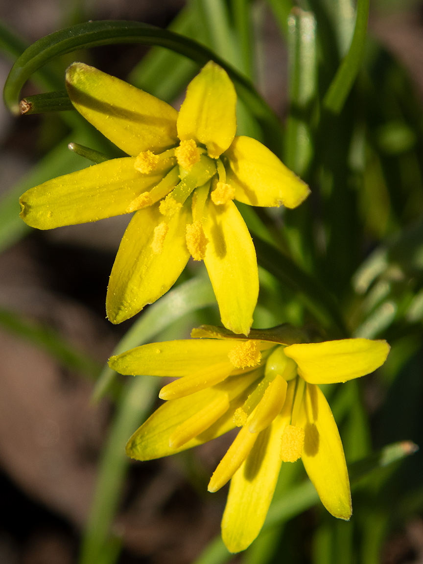 Изображение особи Gagea erubescens.