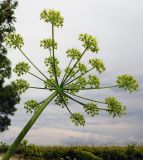 Heracleum sibiricum