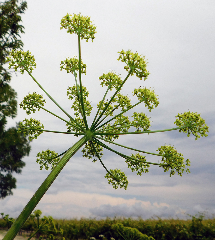 Изображение особи Heracleum sibiricum.