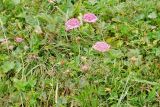 Astrantia maxima. Цветущие растения на лугу. Карачаево-Черкесия, Домбай, долина р. Домбай-Ульген выше Русской поляны, около 2000 м н.у.м. 21.07.2010.